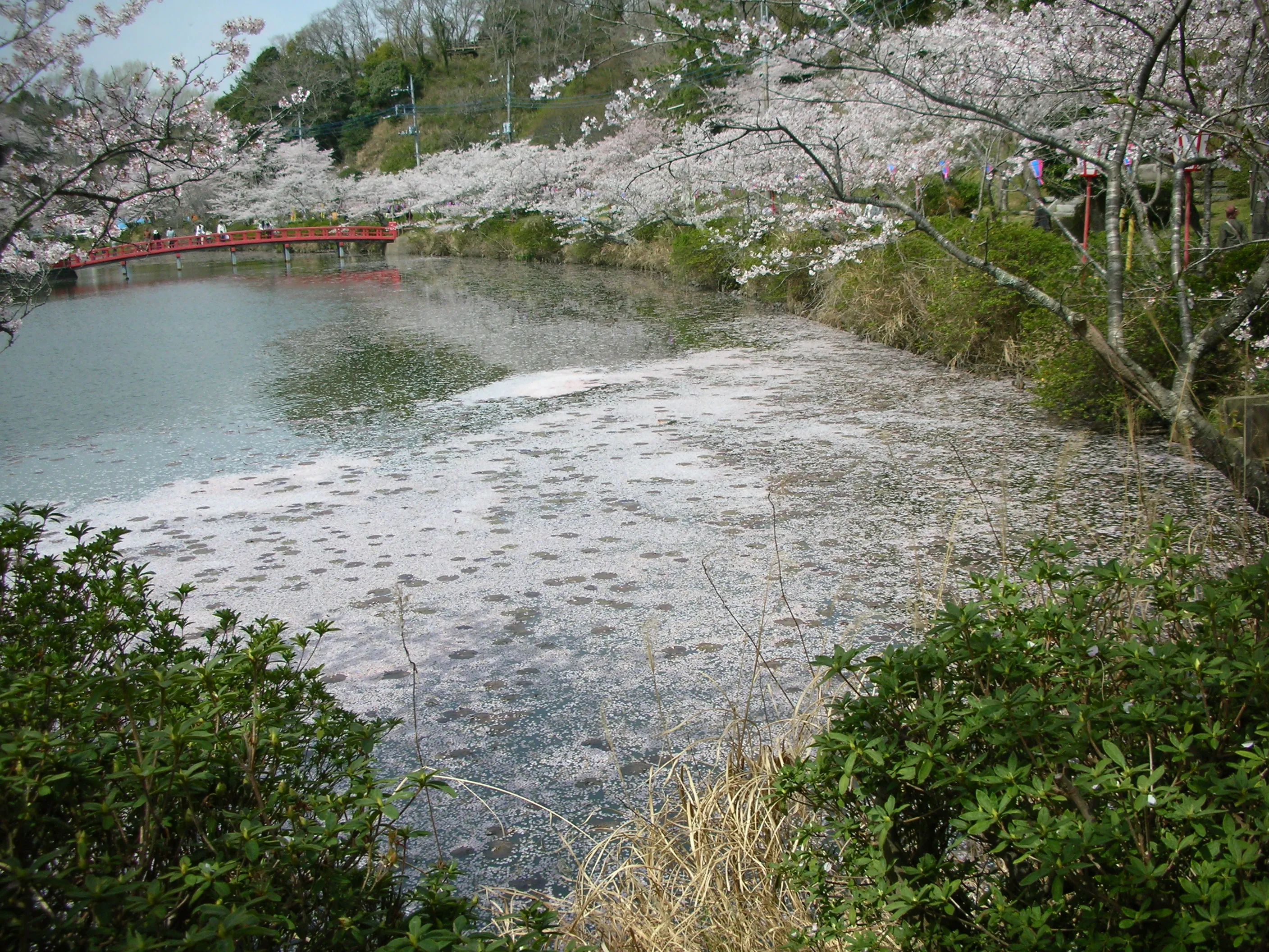 桜の花びらが浮かぶ弁天湖と対岸の赤い橋