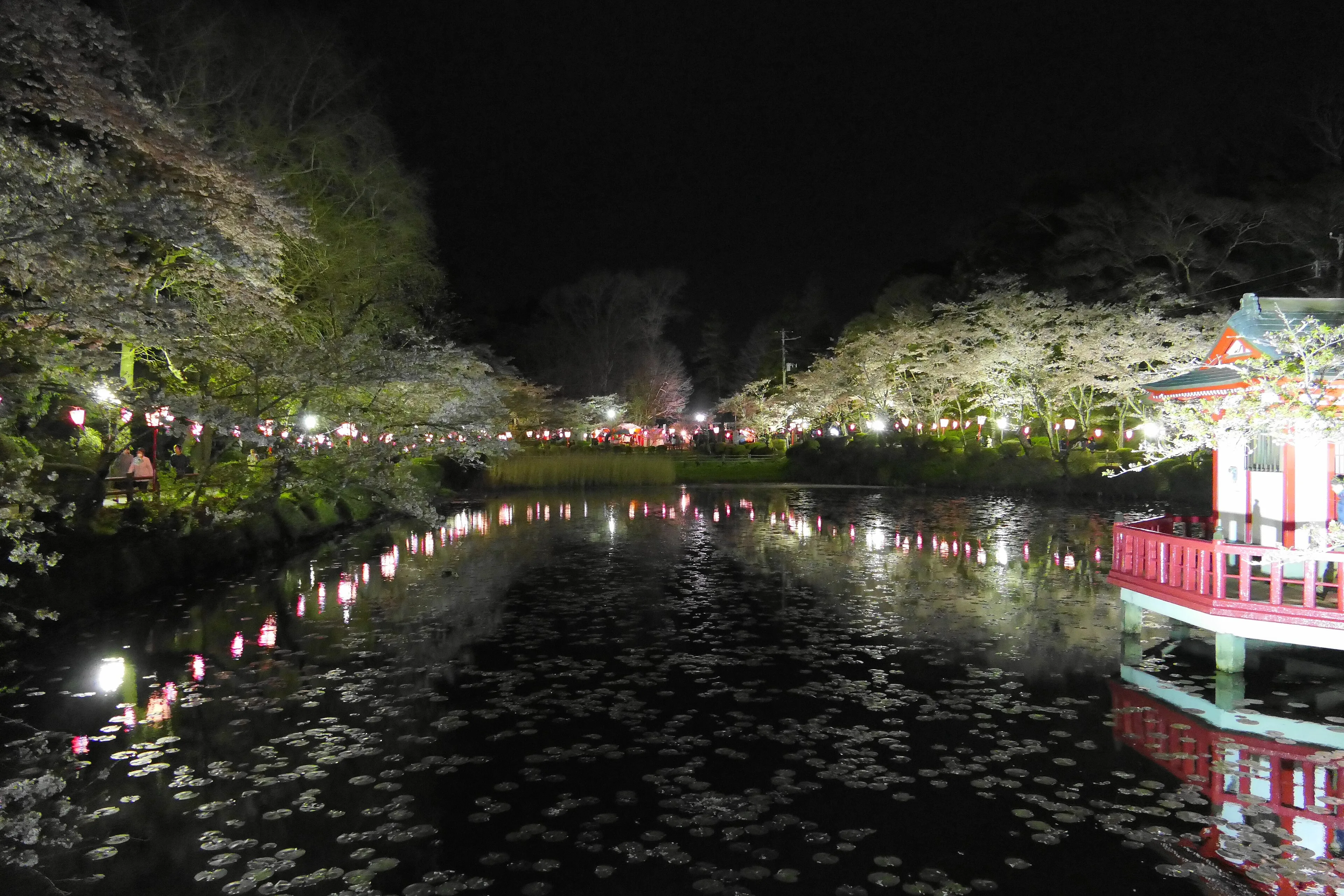 夜桜のライトアップが湖面に映る茂原公園の弁天湖
