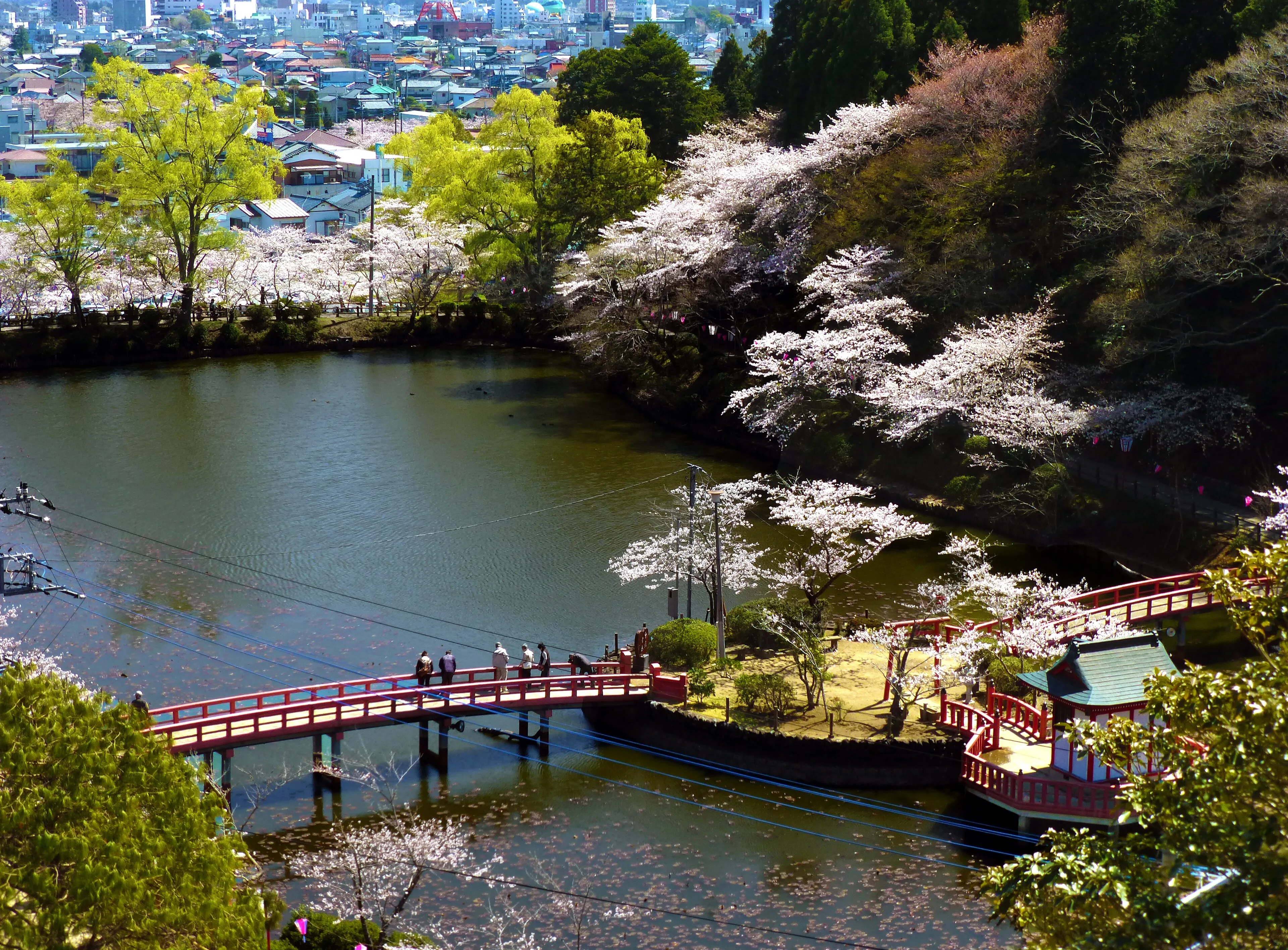 高台から見下ろす春の弁天湖、朱色の弁天橋と満開の桜