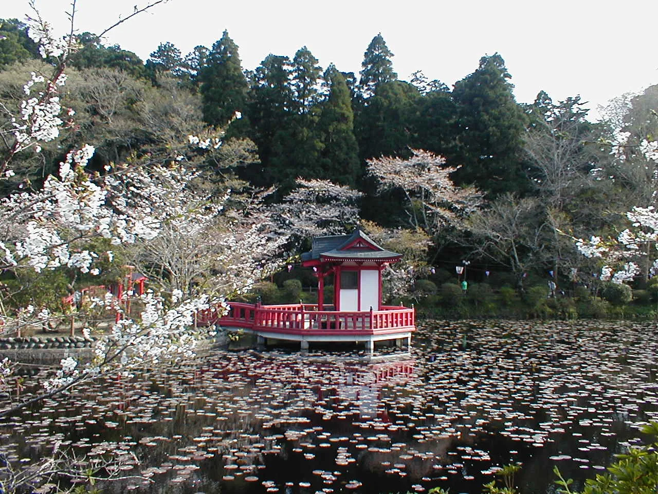 桜が咲く弁天湖と朱色の弁天橋